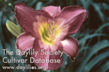 Daylily Vintage Wine